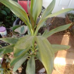 Planta Para Adentro Y Afuera