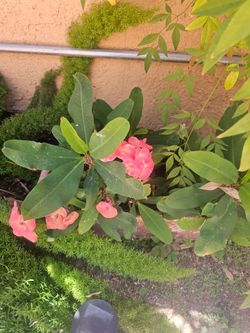 Euphorbia milii (Crown-of-thorns)  plant x3.