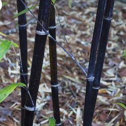 Black Bamboo 8-10 Ft