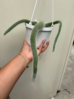 Monkey Tail
