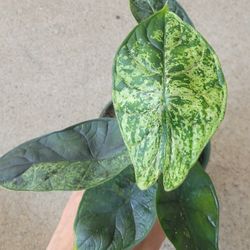 Alocasia Dragon Scale Mint In A 4" Pot