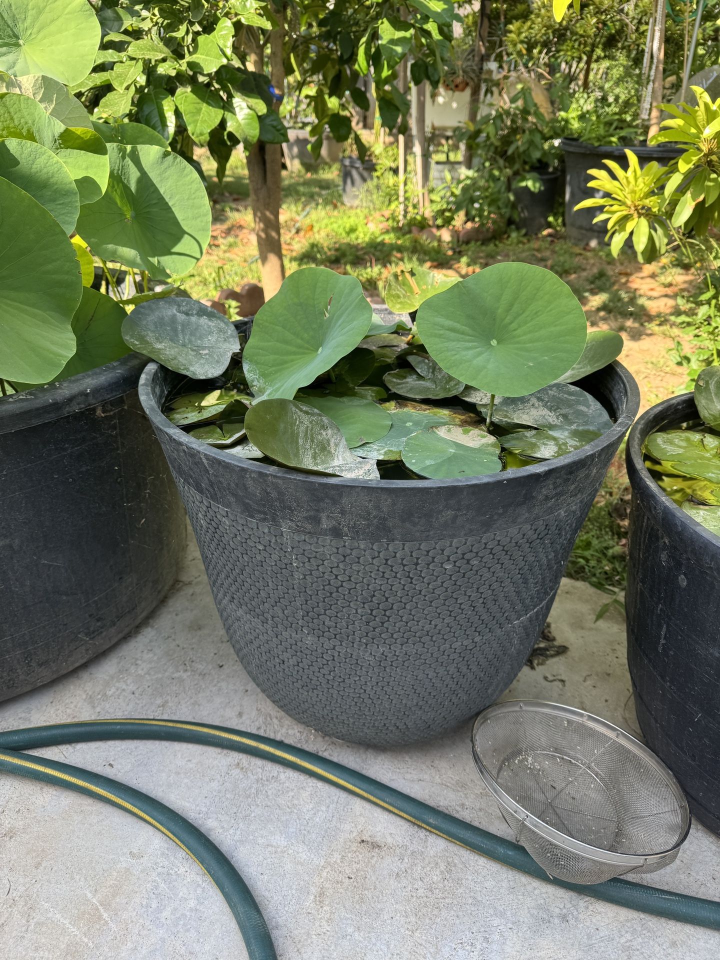 Lily And Lotus Flowers In The Same Pot
