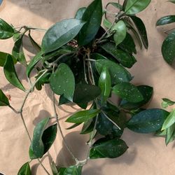 Hoya Succulent 