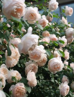 DA Rose Desdemona in 10 gallon pot