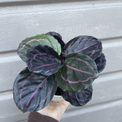 4” Calathea Dottie