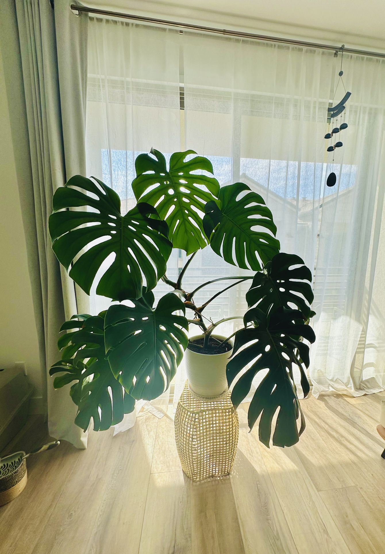 Huge Over 4 Ft Monstera In Ceramic Pot, $200 Each
