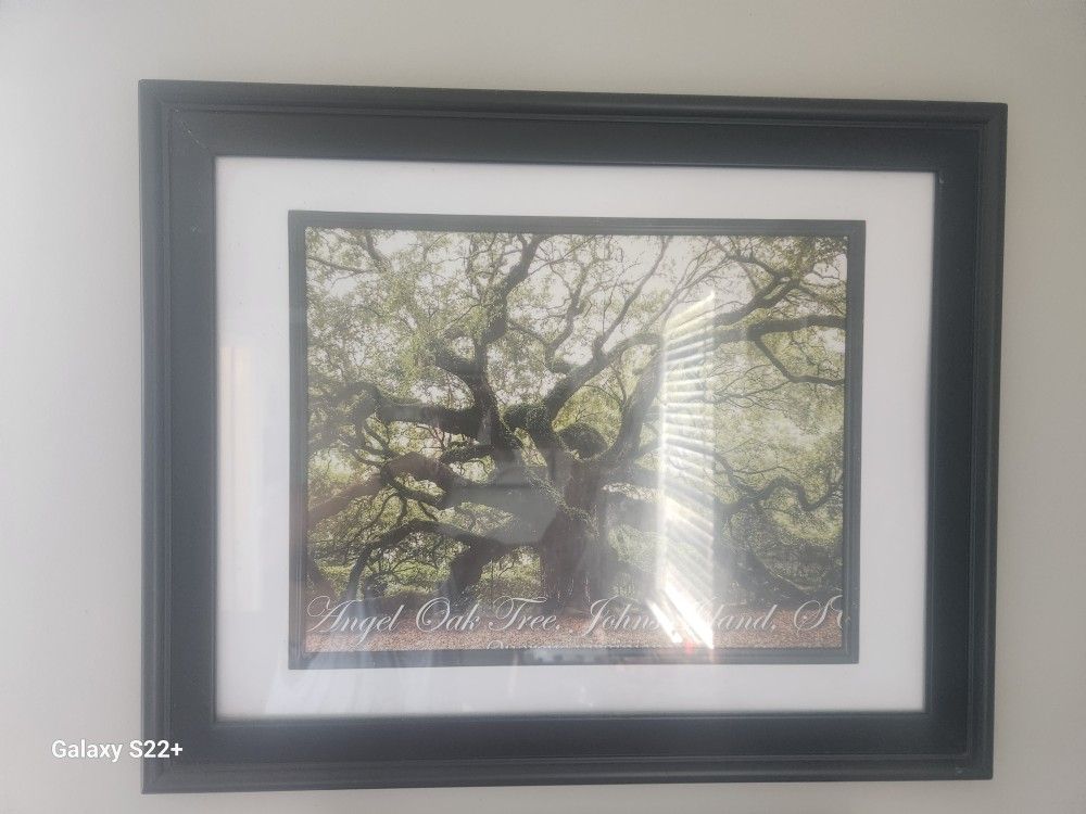The Real Angel Oak