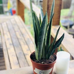 Live Bantel’s Sensation Snake 🐍 plant in a plastic nursery planter pot—firm price