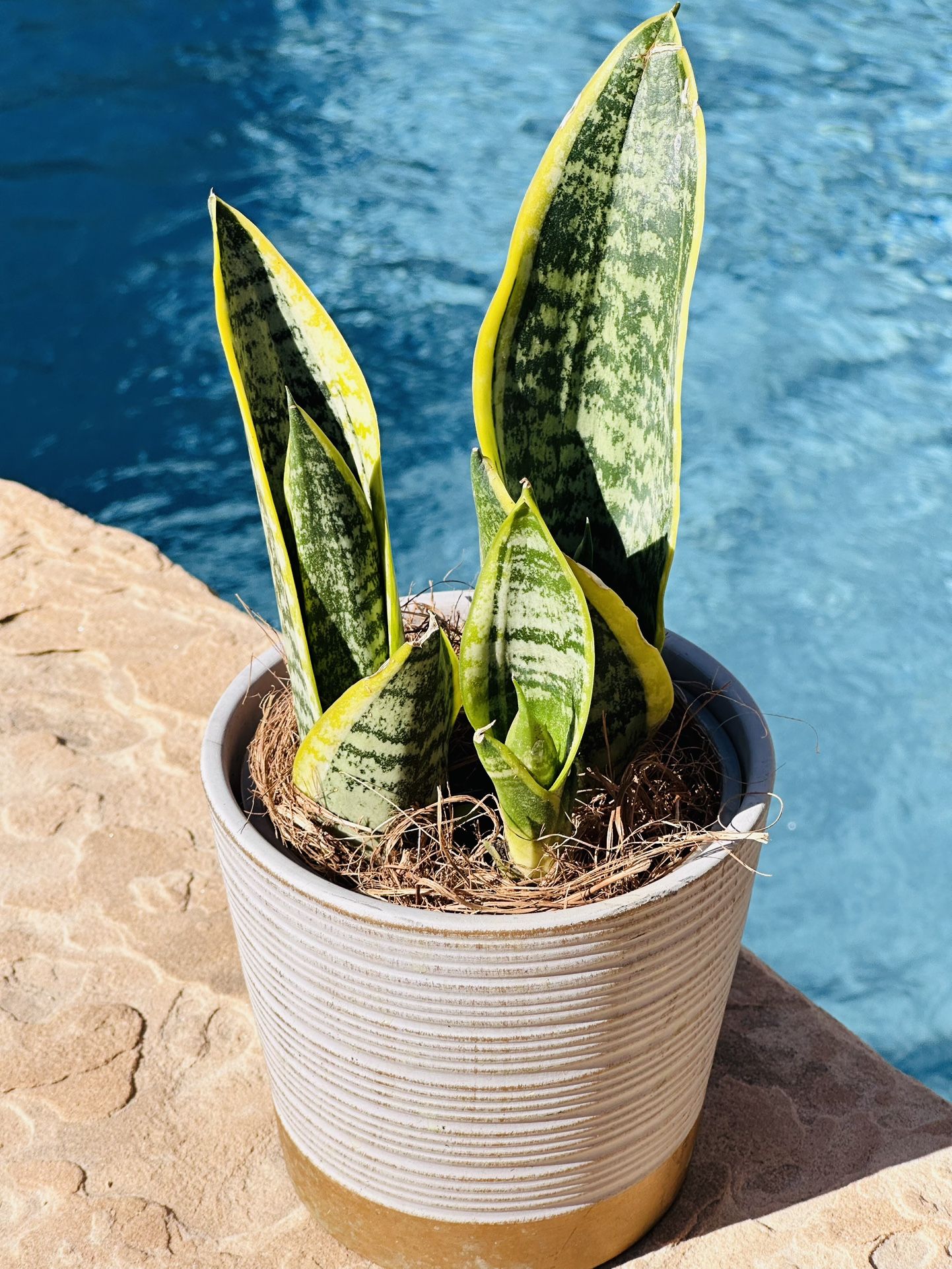 Ceramic Pot With Sensevieria Plant