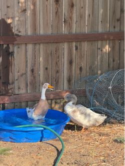 Ducks