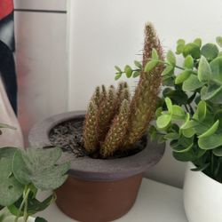 Real Cactus And Artificial Plants 