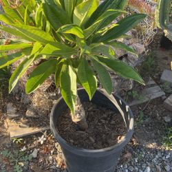 Plumeria 