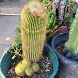 Cactus  Que Da Flores Amariyas