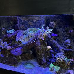 120 Gallon Reef Fish Tank Aquarium