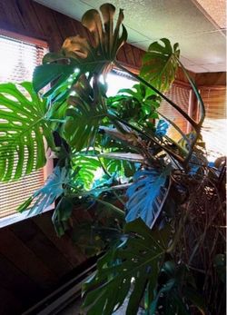 plants & flower pots/planters