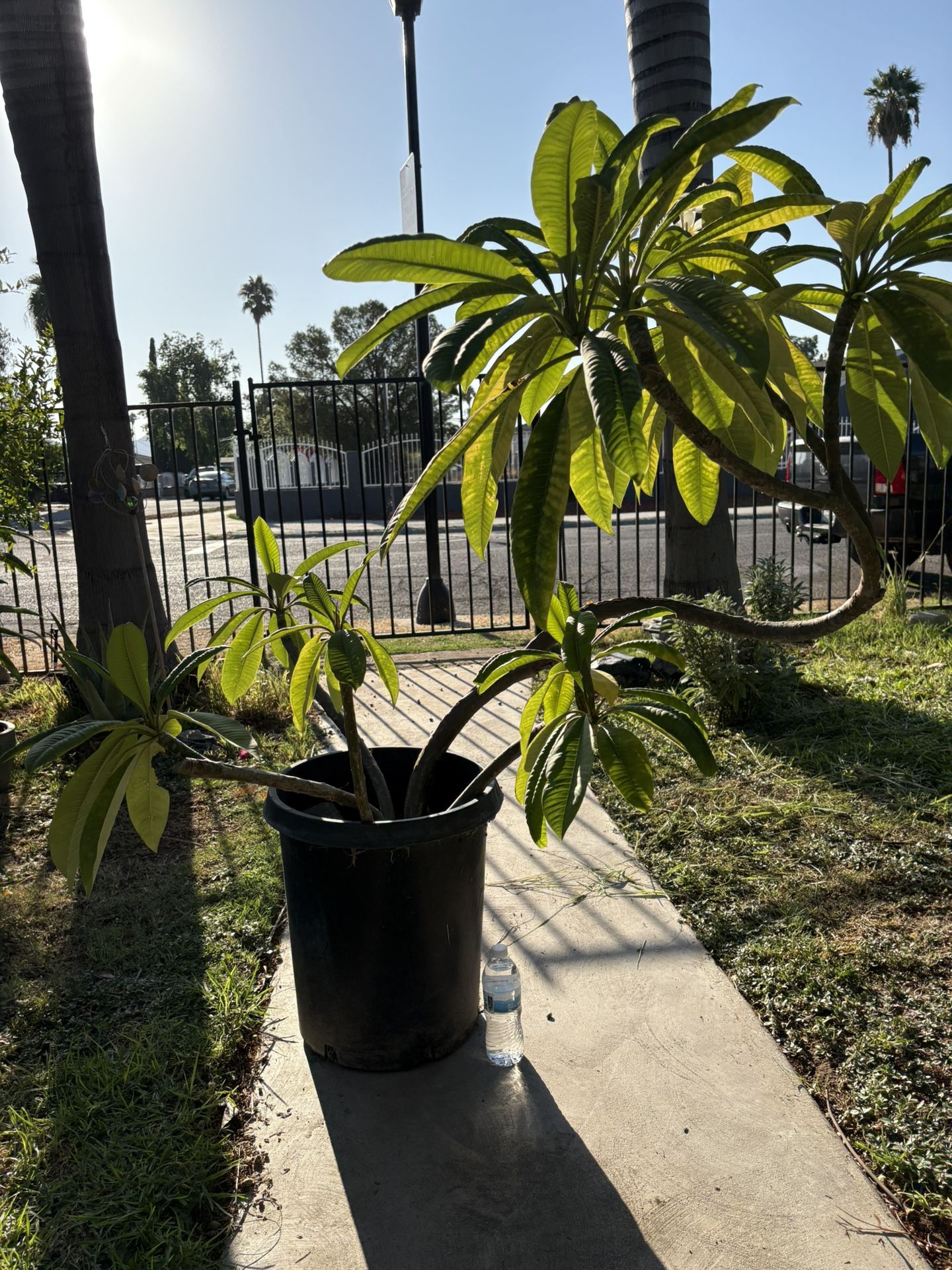 Huge Plumeria Tree In Large Pot With Another Plumeria Plant Rooted Healthy Hawaii Plumeria White And Yellow Flowers