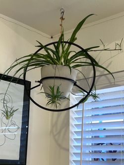 Spider plant with hanger