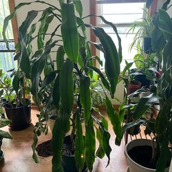 Corn plant- 5-1/2 feet tall.