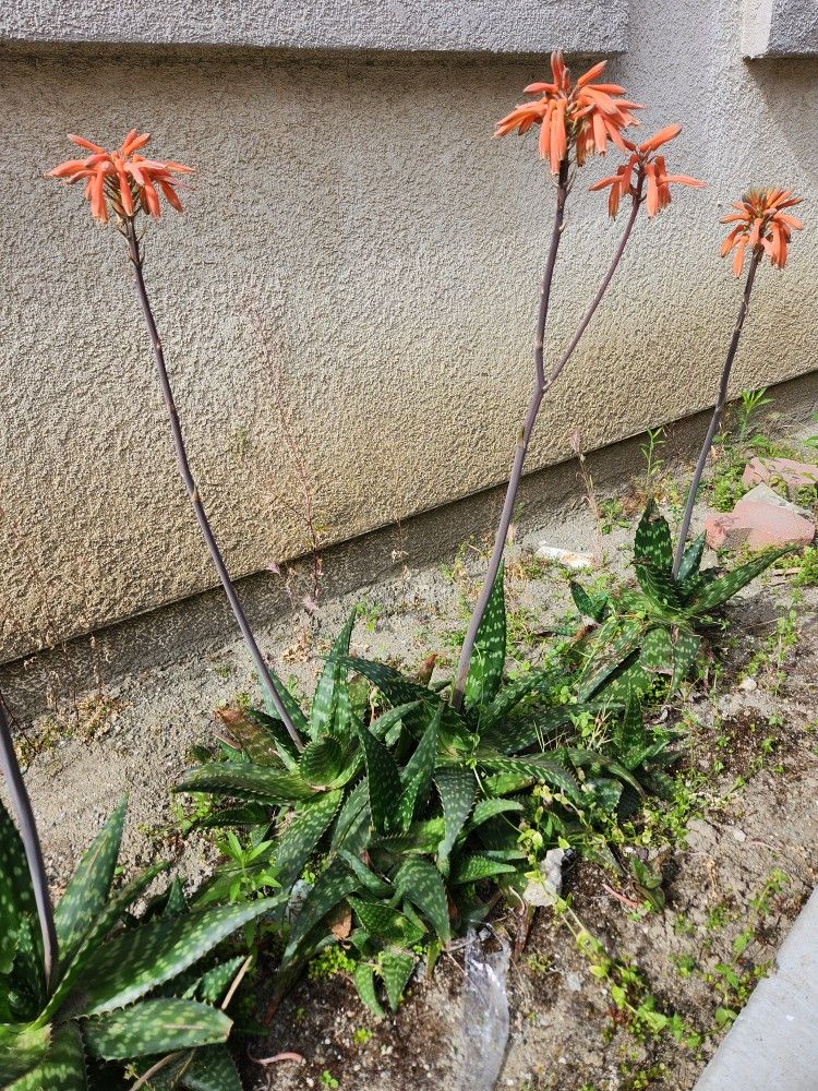 Flowering Succulent Plants