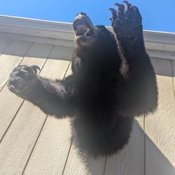 Scary Black Bear 