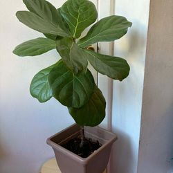 Ficus lyrata
