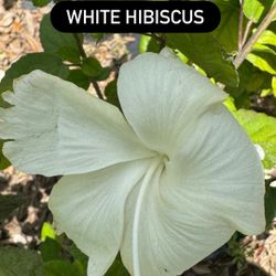 🤍 White Hibiscus