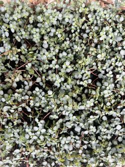 Pilea Aquamarine 2” Pot 