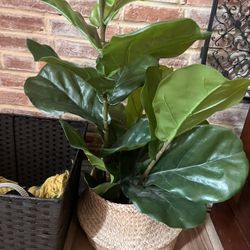 Faux Fiddle Leaf Plant + Woven Basket