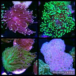 4 Piece Euphyllia Hammer Torch Pack WYSIWYG 