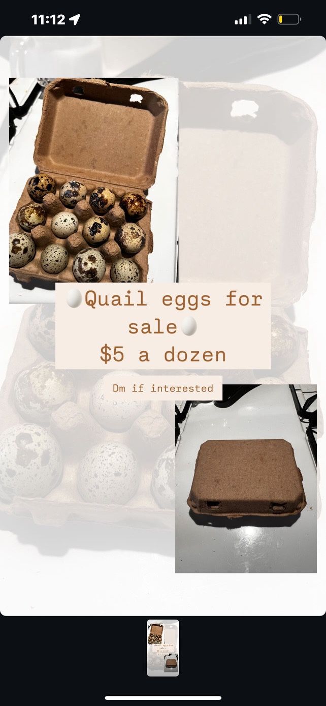 Quail Eggs