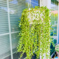 STRING OF BANANAS Hanging Plant - Easy To Grow