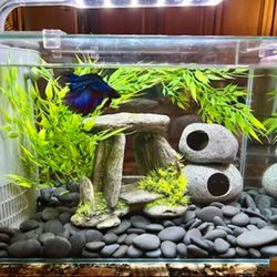 Top Fin 5 Gallon Fish Tank for Sale in Pompano Beach, FL - OfferUp Top Fin 5 Gallon Fish Tank for Sale in Pompano Beach, FL - OfferUp