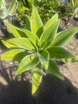 Foxtail Agave  en maceta de cinco galones y más grandes