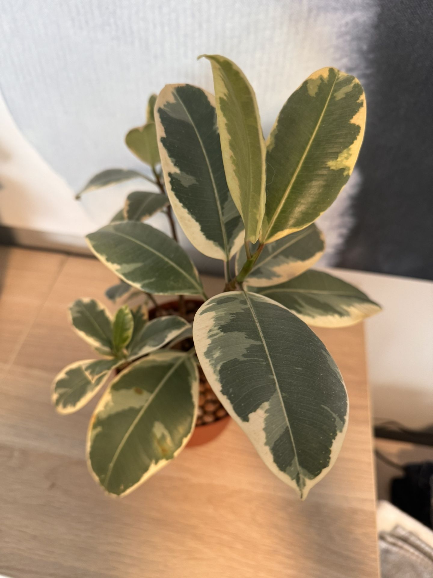 Rubber Tree Plant - Ficus Tineke