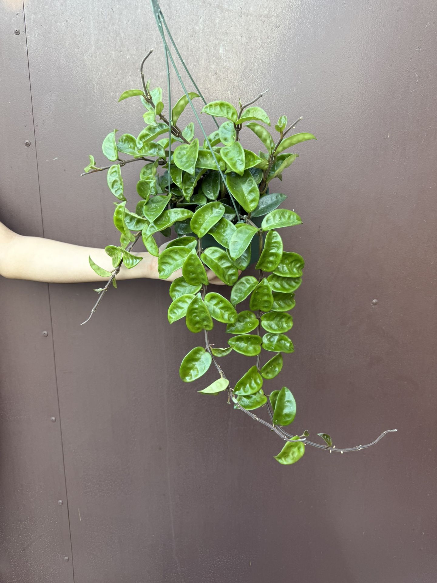 6” Hoya Krinkle 