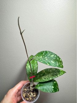 Hoya Aceh Ume Panu 'Lovers Tears'