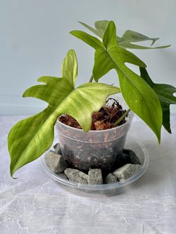 4” Philodendron Florida Ghost mint