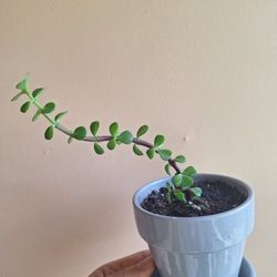 Jade Plant..rooted In Ceramic Pot