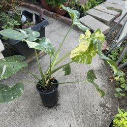 Monstera