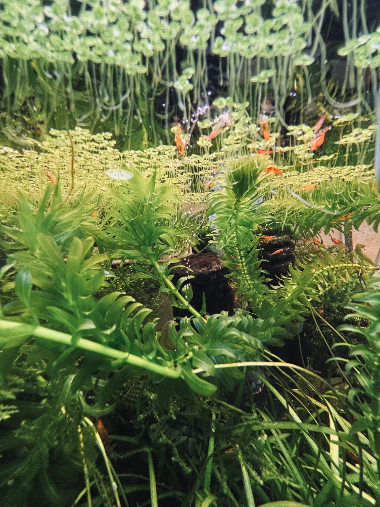 Anacharis Elodea Densa Tropical Plants And Shrimp