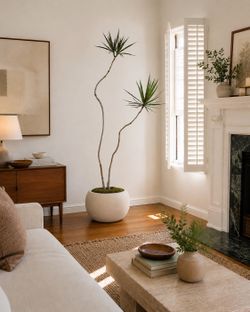 Sculptural Dracaena Marginata Characteristic Dragon Tree Live Houseplant Natural 7’ Tall Plant