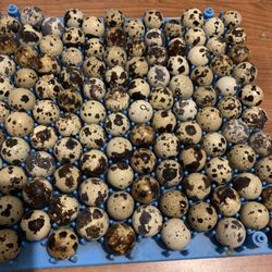 Quail Eggs 
