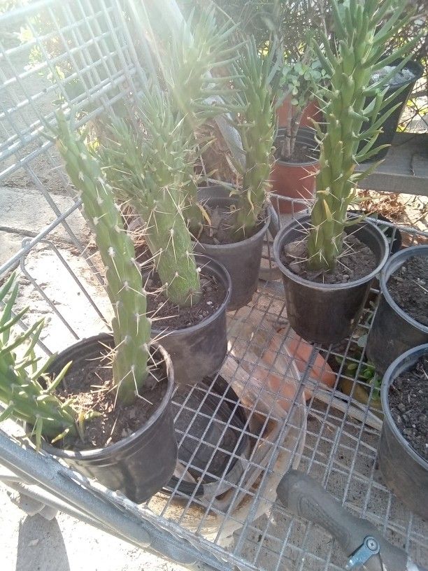 Cactus Plants Blooms Red Flower When It Blooms  Have 2 Dollar  Ons And 3 Dollar Ones