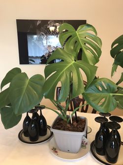 Touch of elegance, the beauty monstera. Large one not for sale yet.