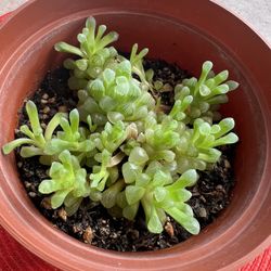 Alien Eggs Succulent Plant