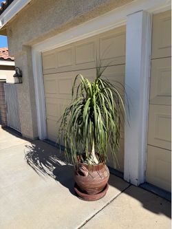 Live tall 6ft 2in Pony Tail Ponytail Palm Tree Plant with Ceramic Pot & Saucer (Please read full description)