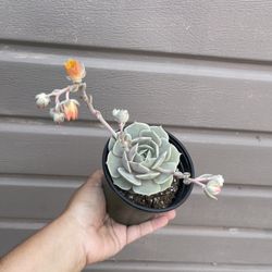 4” echeveria lola 