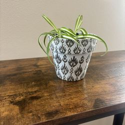 Spider plant and pot - FREE