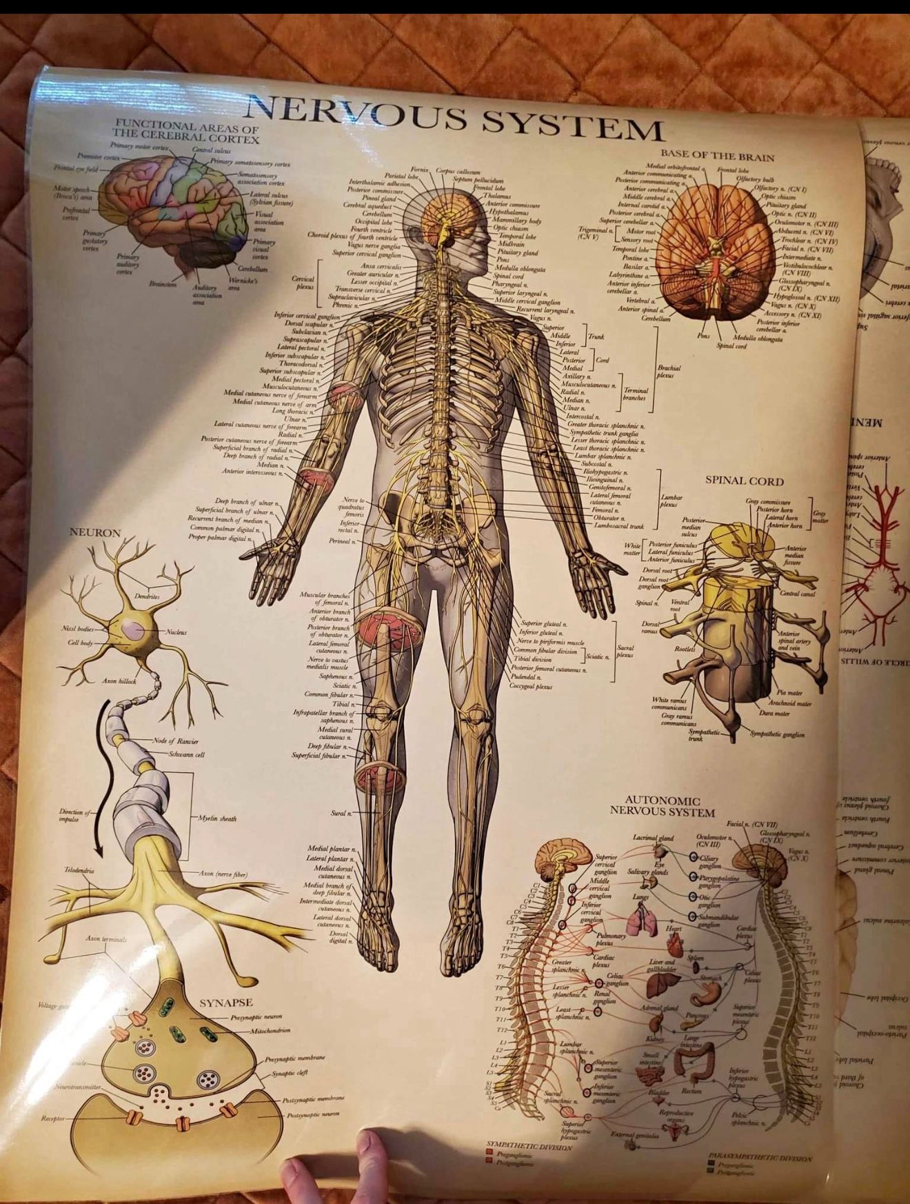 Two Large Double Sided Anatomy Posters