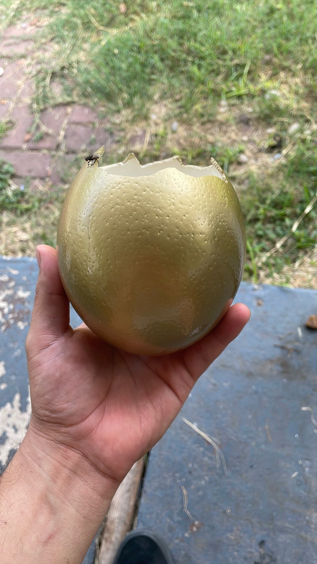 Golden Egg 🥚